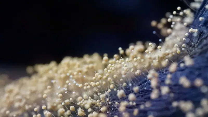 Close-up of mold growth